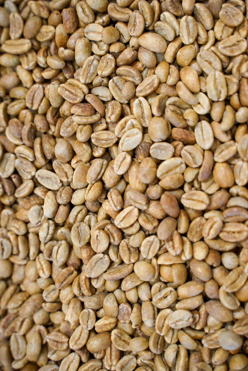 コロンビアウシュウシュ ウイラ ラ ナチュラ 農園 ダイナミックファーメンテーション ナチュラル