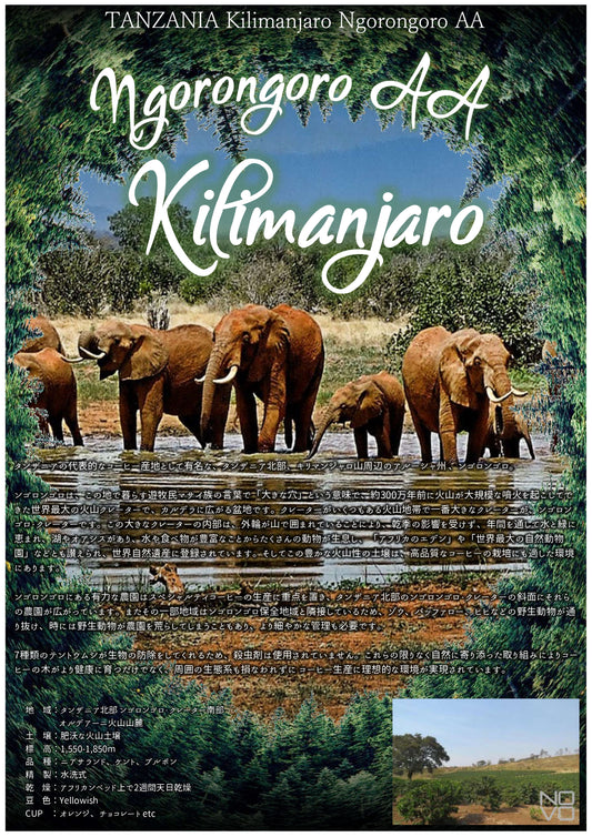 タンザニア キリマンジャロ 鮮やかなオレンジの香り